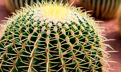 Green cactus close-up