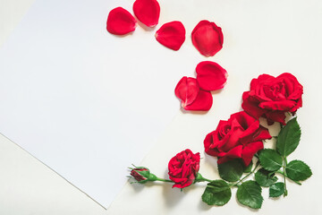 Red roses and white sheet of paper on white background. Valentines Day background.