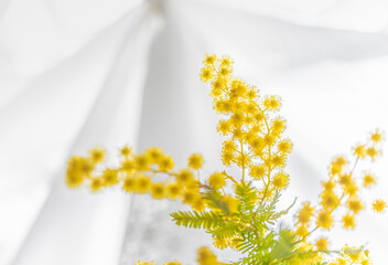 ミモザの黄色い花（背景白いレースのカーテン）