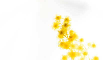 ミモザの黄色い花（背景白いレースのカーテン）