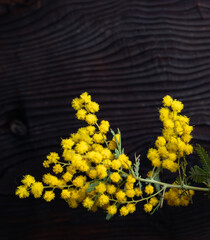 ミモザの黄色い花（背景濃い色の木板）