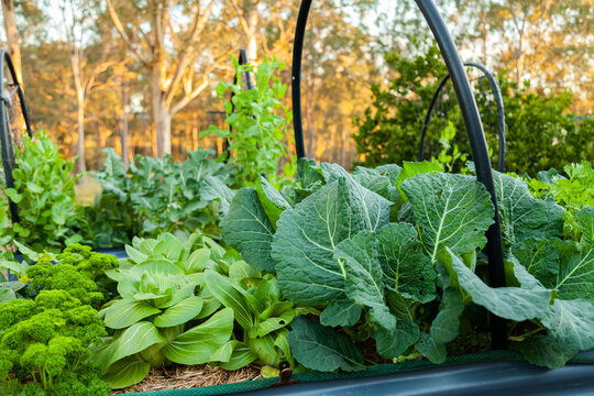 Fresh green veggies growing in above ground garden