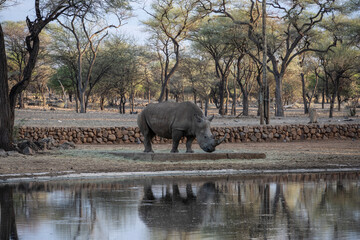 Naklejka na ściany i meble giant black rhinoceroses in their natural environment in a national park in Kenya