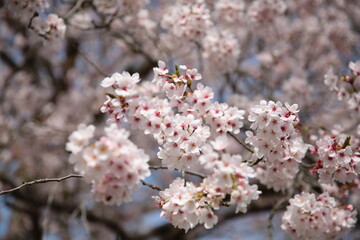 撮って出しの桜