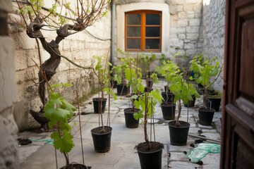 Fototapeta na wymiar young vines being planted in pots in a small courtyard