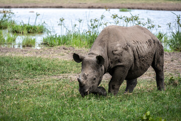 giant black rhinoceroses in their natural environment in a national park in Kenya