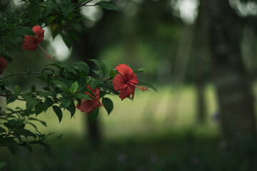 Malvaceae, is a species of tropical hibiscus, a flowering plant in the Hibisceae tribe of the...