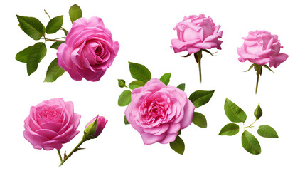 Magenta Roses Set: Beautiful Floral Arrangement with Transparent Background, Perfect for Perfume and Essential Oil Brands - Top View 3D Digital Art for Botanical Designs