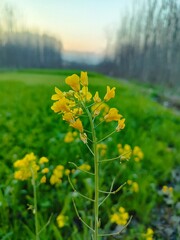 field of yellow flowers