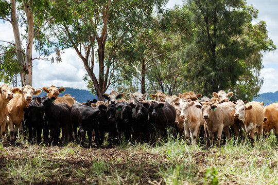 Mixed heard of beef cattle in paddock