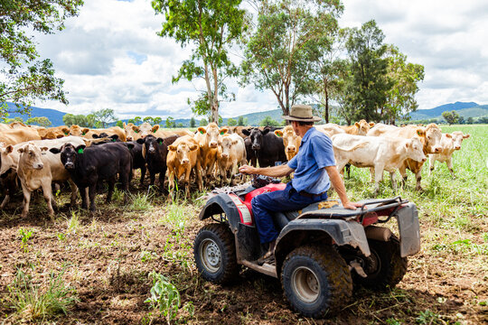 Happy farmer on quad bike surrounded by mixed mob of cattle