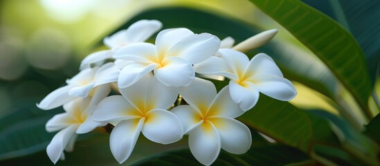 Fototapeta na wymiar White flowers known as frangipani, plumeria, or temple tree commonly found near graveyards.