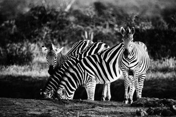 Fototapeta na wymiar Zebras in the wild.