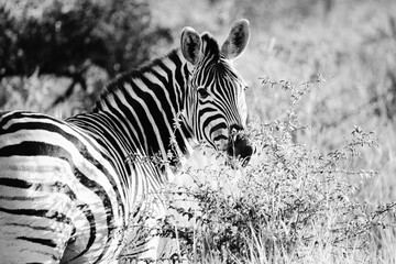 Fototapeta na wymiar Zebras in the wild.