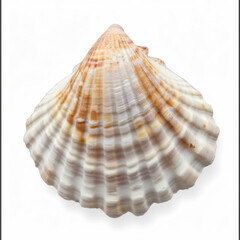 Obraz premium Sea shell isolated on white background, top view, clipping path.
