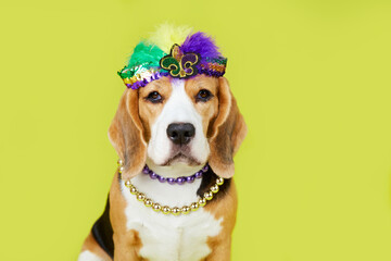 A beagle dog in costume for the Mardi Gras festival. Yellow isolated background. The concept of...