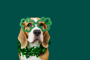 A funny beagle dog in a carnival costume for the Irish holiday of St. Patrick's Day. The dog dressed up in a necklace and glasses with a shamrock on a green isolated background. The concept of humaniz - obrazy, fototapety, plakaty