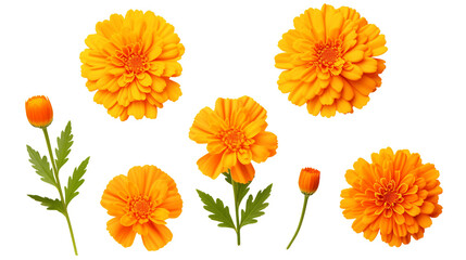 Marigold Collection: Beautiful Flowers, Buds, and Leaves on Transparent Background for Perfume and Garden Design - Top View PNG Digital Art 3D