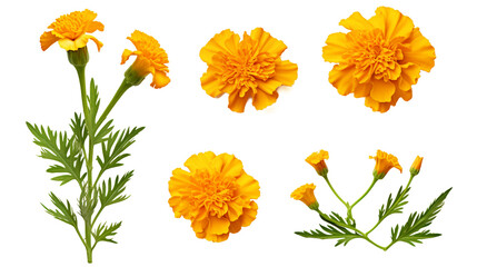 Marigold Collection: Beautiful Flowers, Buds, and Leaves on Transparent Background for Perfume and Garden Design - Top View PNG Digital Art 3D