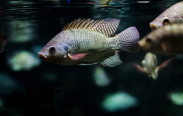 Close-up fish under water surface.