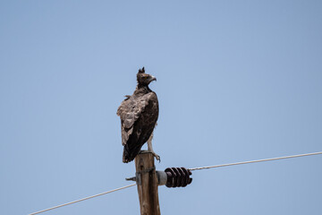 A buffalo eagle sits in natural conditions on a raised platform on a summer day in Kenya