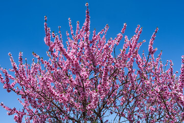 Blossoming almond tree in the Palatinate near Edenkoben/Germany against a blue sky