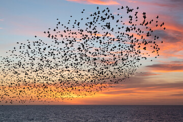 Starling murmuration against sunset sky near Brighton Palace Pier