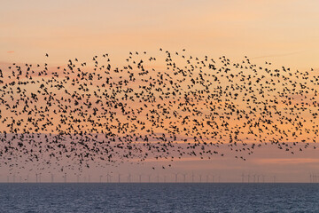Starling murmuration against sunset sky near Brighton Palace Pier