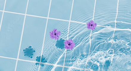 Purple flowers of hibiscus on a clear blue water surface. Ripple wave, splashes and drops in swimming pool. Summer mood, vacation, relax and beauty concept background. Banner.