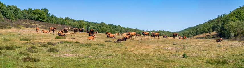 Naklejka na ściany i meble Herd of Cows resting in open fields or oak forests 