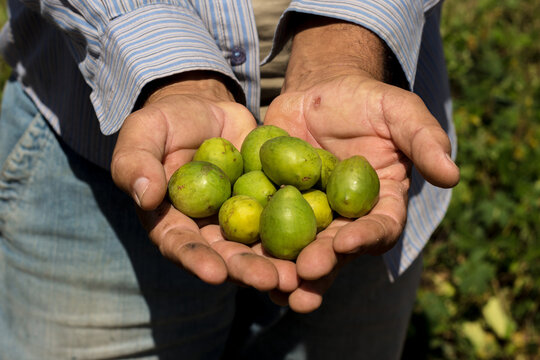 Umbu caj&aacute; na m&atilde;o