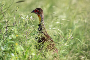 Pternistis bird in natural conditions sitting on a hill on a summer day in Kenya