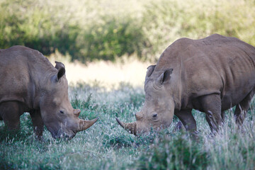 Rhino's in the wild.