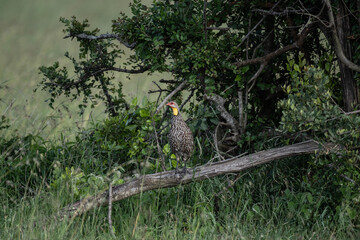 Pternistis bird in natural conditions sitting on a hill on a summer day in Kenya