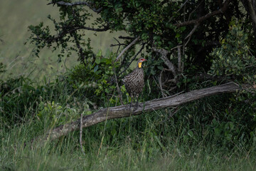 Pternistis bird in natural conditions sitting on a hill on a summer day in Kenya