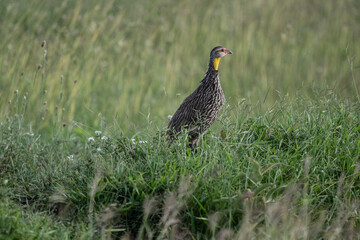 Pternistis bird in natural conditions sitting on a hill on a summer day in Kenya