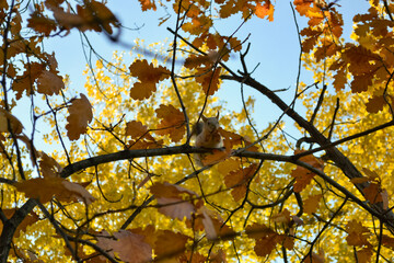 A cute squirrel sits on a tree branch among autumn foliage and eats