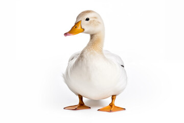 Duck isolated on a white background