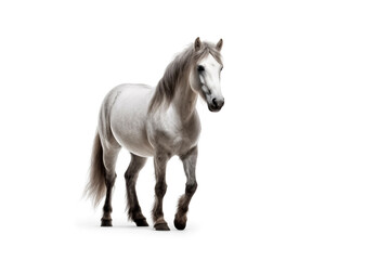 white arabian stallion standing isolated over a white background