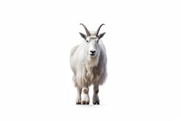 White mountain goat isolated on white background