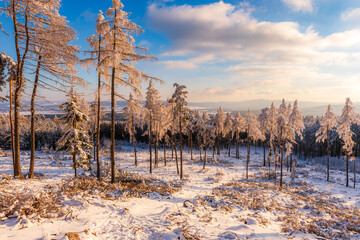 Forest of CHKO Brdy covered in snow near summit Praha in winter.