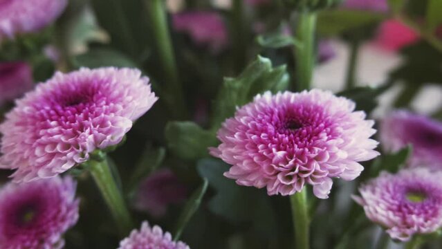 Panning with florist daisy flower (Chrysanthemum morifolium, Dendranthema grandiflorum, hardy garden mum)