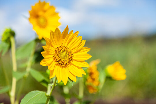 Wild golden sunflowers blooming beside a railway line