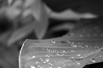 Exotisches Blatt mit Wassertropfen in B/W