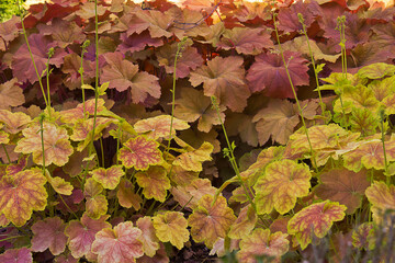  natural background yellow and orange geranium leaves close-up. An overgrowth of ornamental geraniums