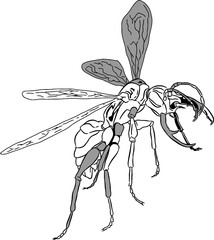 Bug Insect sketch 15