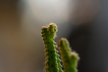 Euphorbia antiquorum are usually dicotyledonous and Euphorbia antiquorum succulent plants. Cactaceae are also some epiphytes in the tropical forest, those that grow on tree branches,