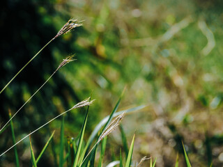 Close-up of a small grass plant in the garden for background 