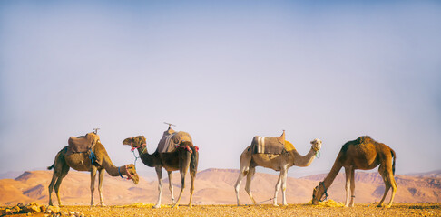 Kamele Marokko