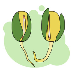 vector design of sprout vegetables made from soybeans